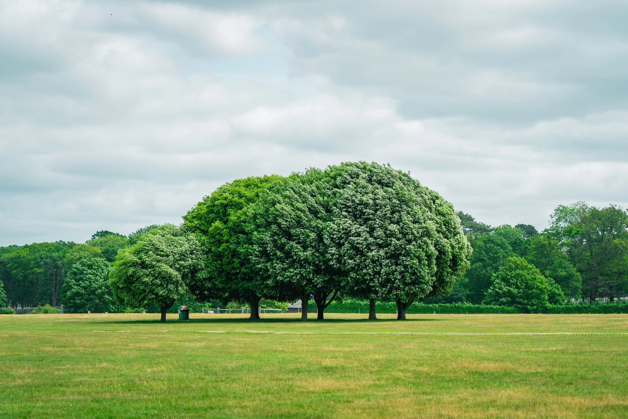 Green trees standing in a grassy field under a cloudy sky